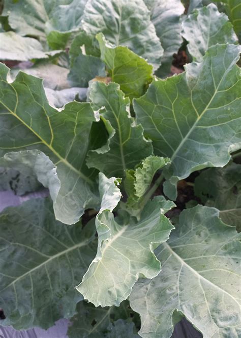 Brassica Oleracea Var Alboglabra