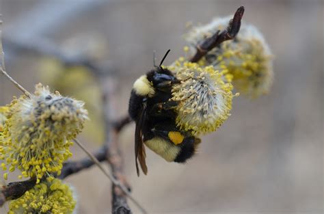 Bumble Bee Conservation Lab Wildlife Preservation Canada