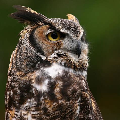 Mister Owl Hoots! | Owl, Great horned owl, Owl photography