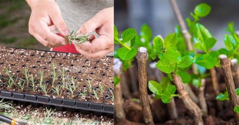 Plants You Can Grow From Cuttings And How To Do It