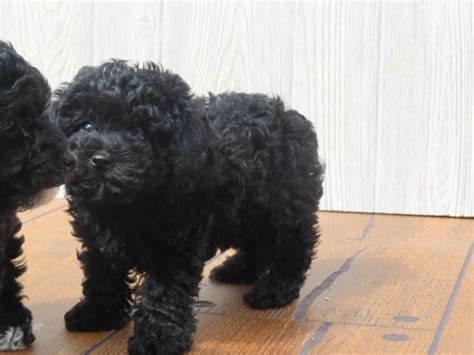 Black Mini poodle females | Dogs & Puppies for Rehoming | Kitchener ...