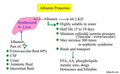 Albumin (Serum Albumin) – Labpedia.net