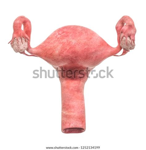 Realistic Female Uterus 3d Rendering Isolated Stock Illustration 1252134199