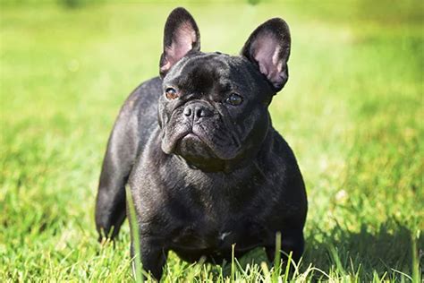 French Bulldog Canine Hq