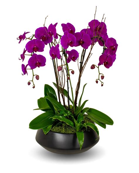 how to plant orchid 6