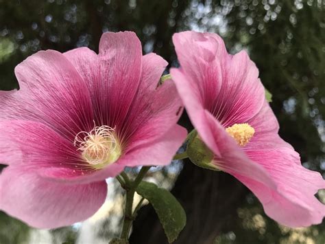 Hibiskus Hell Blumen Kostenloses Foto Auf Pixabay Pixabay