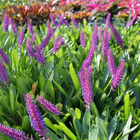 Aechmea Gamosepala Matchstick Bromeliad For Sale Horti Co Za Shop