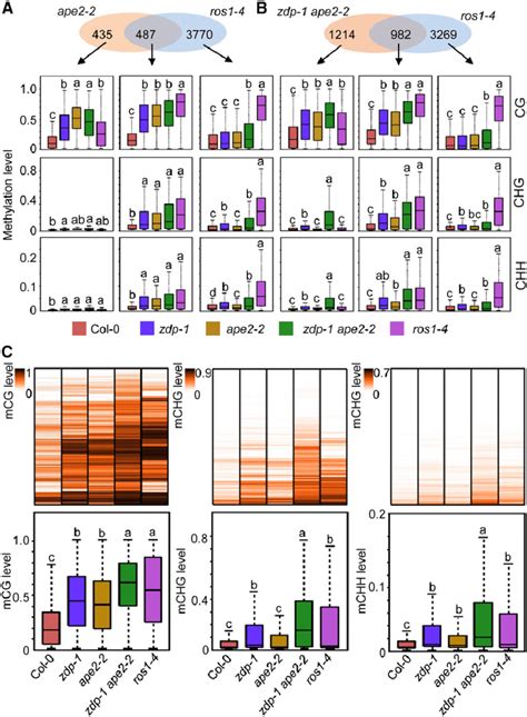 Ape2 Functions Downstream Of Ros1 In Active Dna Demethylation