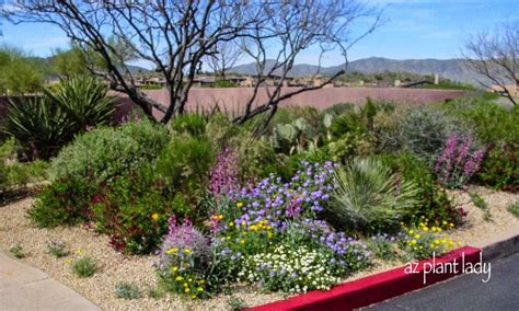 Tips For Drought Tolerant Gardening Ramblings From A Desert Garden