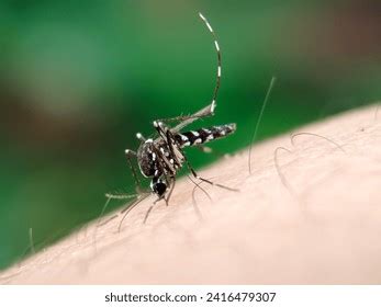 Macro Shot Mosquito On Human Skin Stock Photo 2416479307 Shutterstock