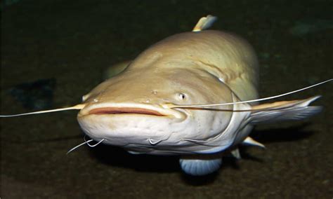 flathead catfish fish facts pylodictis olivaris   animals