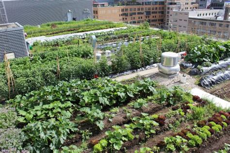 Project Of The Week For May 30 2016 Ryerson Urban Farm Formerly Rye