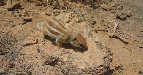 Family of Rodents in Wild Nature Watching Around Close Up, Stock Footage