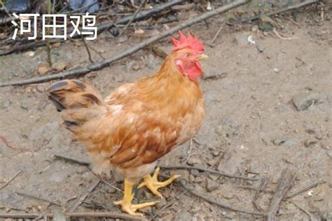 肉鸡有哪些常见品种 农敢网