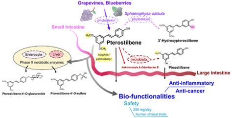 Occurrence Bioavailability Anti Inflammatory And Anticancer Effects