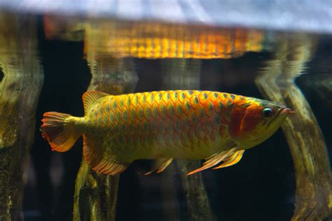 Asian arowana - The Living Planet Aquarium