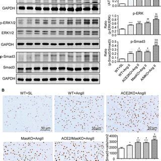 Double Deletion Of Ace And Mas Receptor Enhances Ang Iiinduced Renal