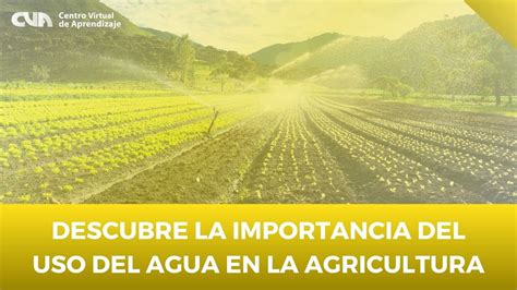 Descubre La Importancia Del Uso Del Agua En La Agricultura Youtube