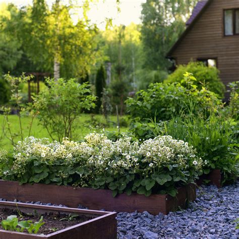 Creeping Juniper Groundcover: Types, Care, and Propagation - Dengarden