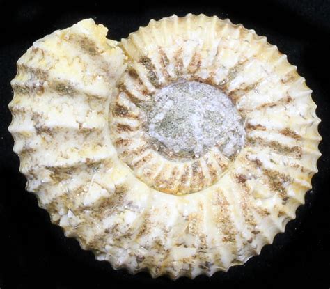 1.4" Pavlovia Ammonite Fossil - Siberia (#29768) For Sale - FossilEra.com