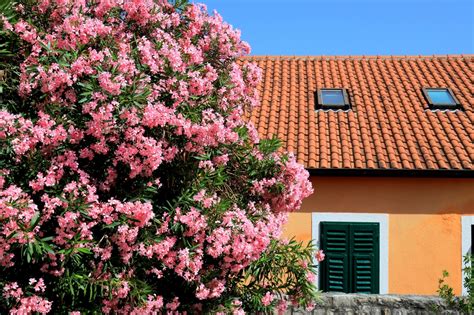 Oleander Snoeien Wanneer En Hoe Eigenwijzetuin