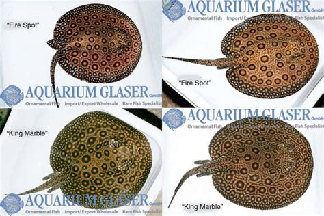 Freshwater Stingray Species | atelier-yuwa.ciao.jp