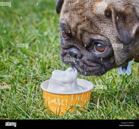 Pug Eating Ice Cream Stock Photo Alamy