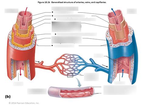 Quiz 4 Blood Vessels Pt 1 Diagram Quizlet