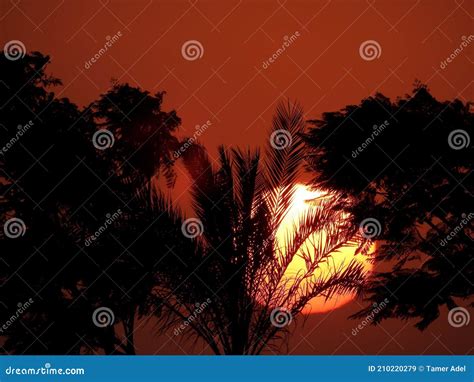 Beautiful Sunset With A Lovely Silhouette Trees And Palm Trees In New