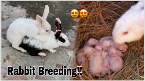 Rabbiat Mating Rabbit How To Breed Rabbit Successful Rabbit Breeding