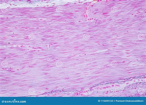 Histology Of Human Smooth Muscle Under Microscope View For Education