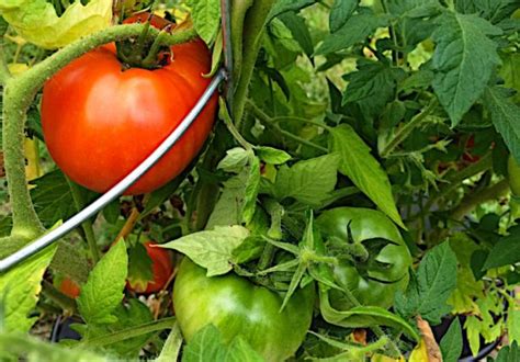 How To Grow Hydroponic Tomatoes - NoSoilSolutions