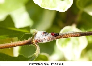 Image Firefly Larvae Stock Photo 191631308 | Shutterstock