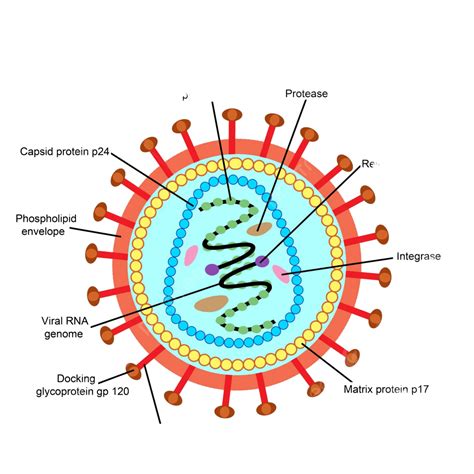 Structure Of Human Immunodeficiency Virus Vector Disease Medicine Photo