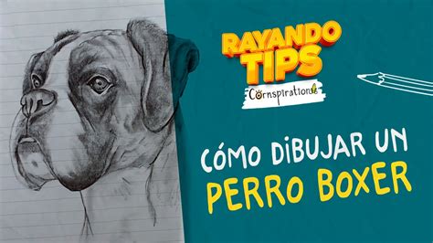 C Mo Dibujar Un Perro Raza Boxer Con Lapices De Grafito Youtube