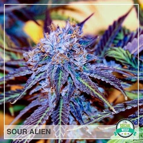 Sour Alien The Social Weed