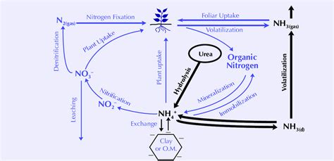 The Nitrogen Cycle With Emphasis On Ammonia NH 3 Volatilization