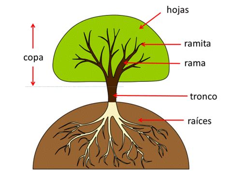 Las Partes Del Rbol