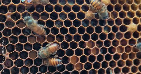 Closup Of Bees Inside The Beehive Honeycomb Close Up Bee Colony In