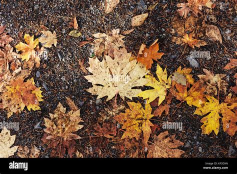 Maple tree canada hi-res stock photography and images - Alamy