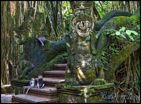 How To Get The Most Out Of Your Visit To Balis Monkey Forests Bali