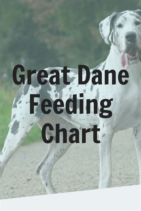 The Ultimate Great Dane Puppy Guide Artofit