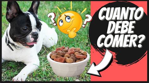 Cuanto Debe Comer Un Perro Al Dia Cantidad De Alimento Que Debe Comer