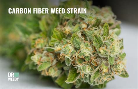 Carbon Fiber Strain: A Comprehensive Guide to This Unique Cannabis Variety