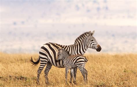 10-Day Tanzania Safari & Zanzibar Tour | Orege Safari & Tours