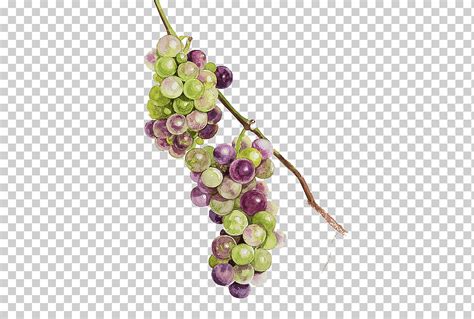 Descarga gratis Ilustración redonda de uvas verdes y moradas png