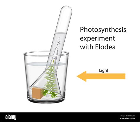 Photosynthesis elodea hi-res stock photography and images - Alamy