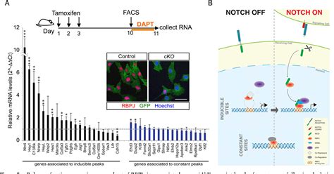 Figure 5 From Dynamic Binding Of RBPJ Is Determined By Notch Signaling