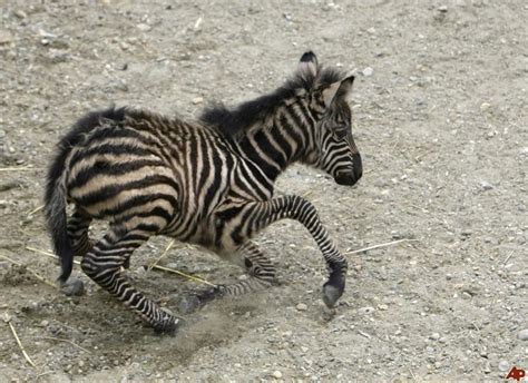 Life Cycle - Zebra Facts