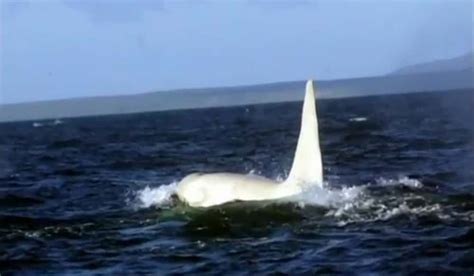 Video: First-Ever Albino Killer Whale Filmed Off Russian Coast | OutdoorHub